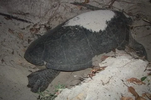 Sea Turtle Nesting Stock Footage 1181493