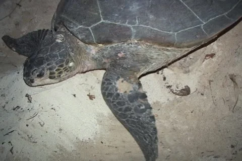 Sea Turtle Nesting Stock Footage 1181505