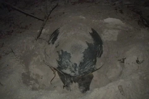 Sea Turtle Nesting Stock Footage 1181523