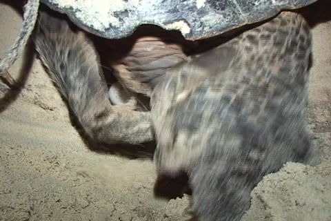 Sea Turtle Nesting Stock Footage 1181591
