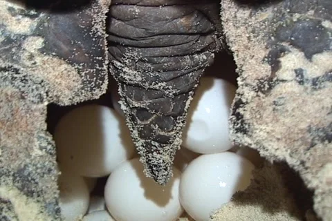 Sea Turtle Nesting Stock Footage 1181624