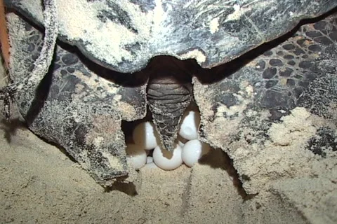 Sea Turtle Nesting Stock Footage 1181650