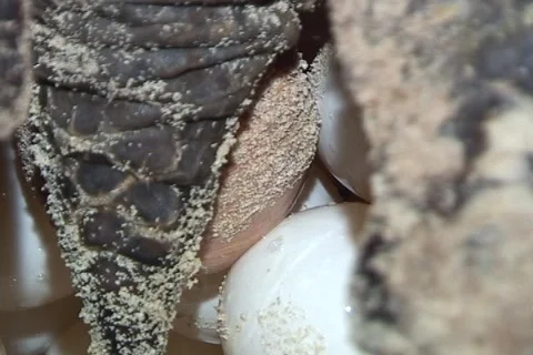 Sea Turtle Nesting Stock Footage 1181704