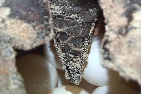 Sea Turtle Nesting Stock Footage 1181771