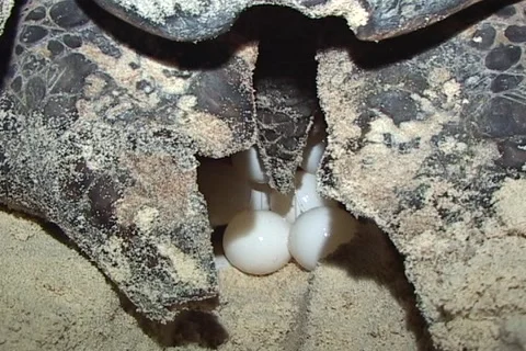 Sea Turtle Nesting Stock Footage 1181793