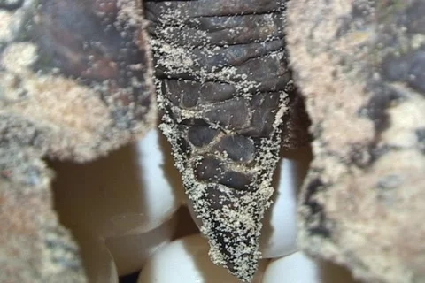 Sea Turtle Nesting Stock Footage 1182918