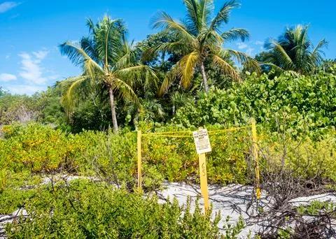 A sea turtle nesting site on the beach in Sanibel, Florida Stock Photos