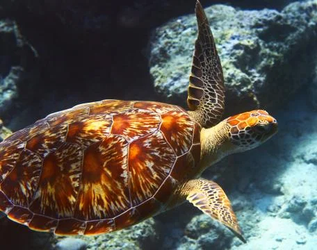 Sea turtle is on an ocean bed Foto stock