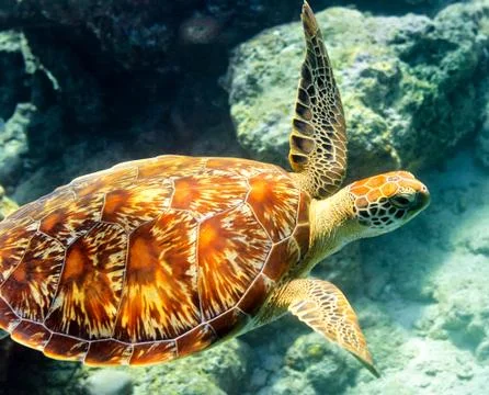 Sea turtle is on an ocean bed Foto stock