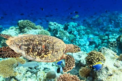 Sea turtle is on an ocean bed 스톡 사진