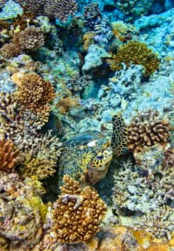 Sea turtle is on an ocean bed 스톡 사진