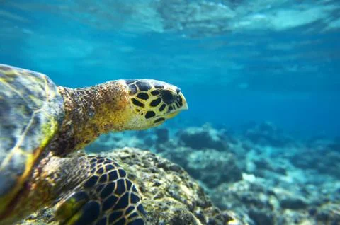 Sea turtle in an ocean Foto stock