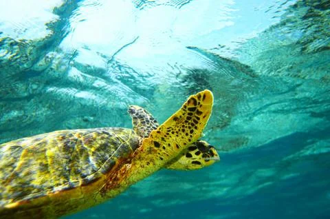 Sea turtle in an ocean Foto stock
