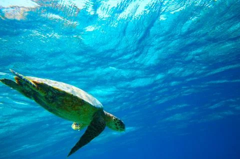 Sea turtle in an ocean 스톡 사진