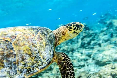 Sea turtle in an ocean 스톡 사진