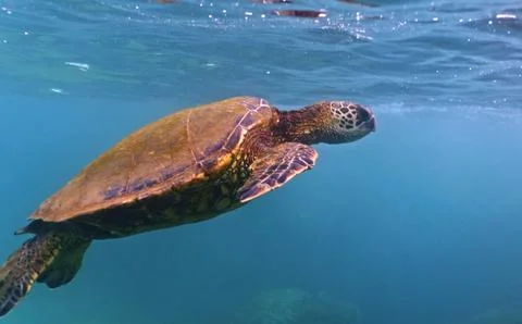 Sea turtle in the ocean Foto stock