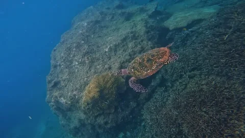 A sea turtle in the open ocean. sea turtle close-up. the marine underwater world Stock Footage 277679197