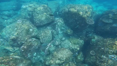 A sea turtle in the open ocean. sea turtle close-up. the marine underwater world Stock Footage 277679260