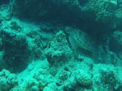 Sea Turtle Opening and Closing Mouth Stock Footage 81044002