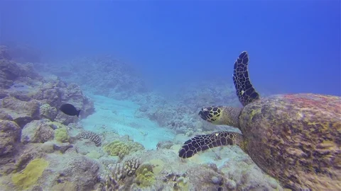 Sea Turtle Or Green Turtle Or Pacific Green Sea Turtle Close Up On Reef Видео 113283473