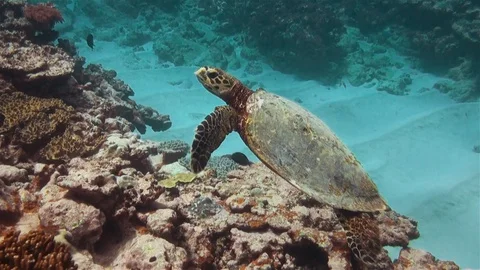 Sea Turtle Or Green Turtle Or Pacific Green Sea Turtle CloseUp On Reef Stock Footage 113333217