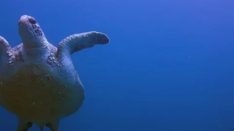 Sea Turtle Or Green Turtle Close Up Swimming In Blue Sea Water &amp; Sun Above Видео 113956596
