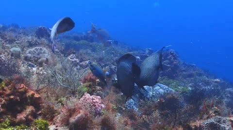 Sea turtle, pair of Angelfish Видео 11167213