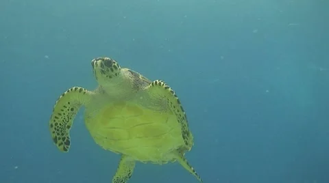 Sea turtle passes above Stock Footage 8624048