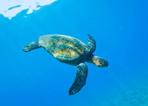 Sea turtle Stock Photos