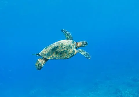 Sea turtle Stock Photos