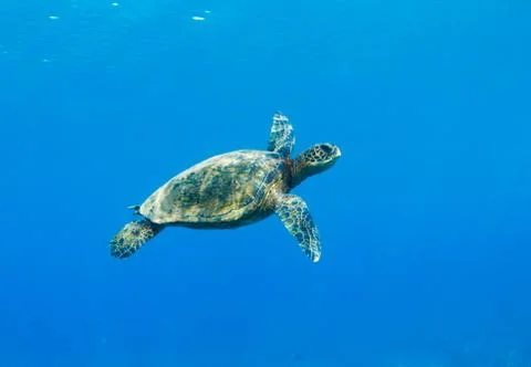 Sea turtle Stock Photos
