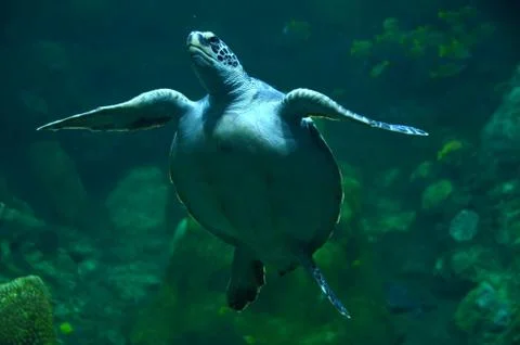 Sea turtle Foto stock