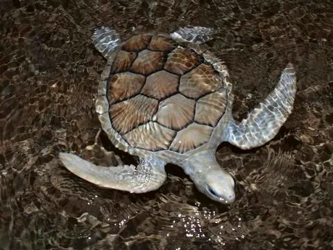 Sea turtle Stock Photos