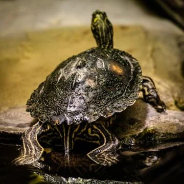 Sea turtle Stock Photos