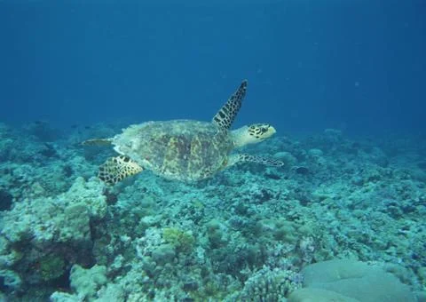 Sea Turtle Stock Photos