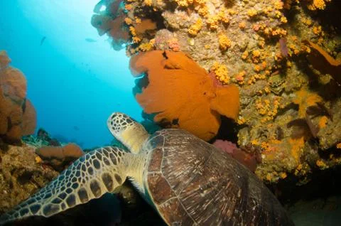 Sea turtle Stock Photos