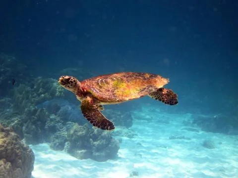 Sea turtle Stock Photos