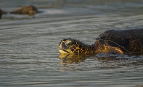 Sea Turtle Stock Photos