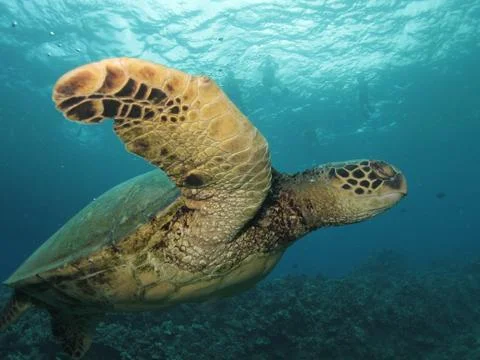 Sea Turtle Stock Photos