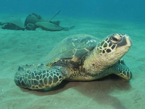 Sea Turtle Stock Photos