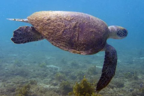 Sea Turtle Foto stock