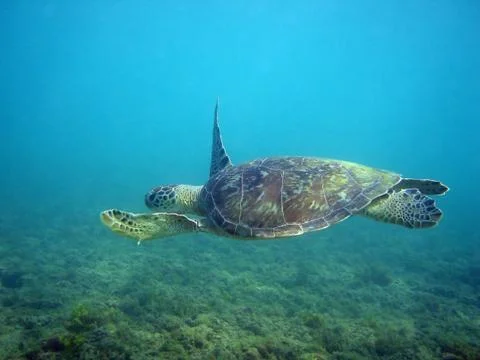 Sea Turtle Stock Photos