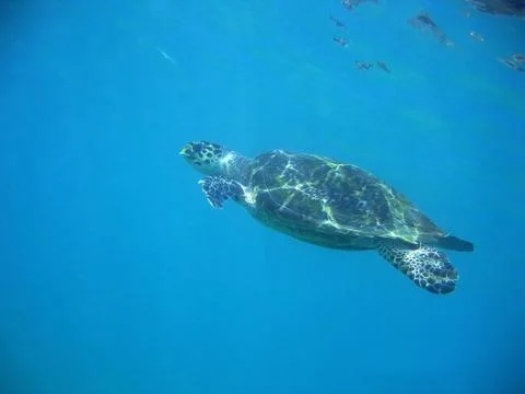 Sea Turtle Stock Photos