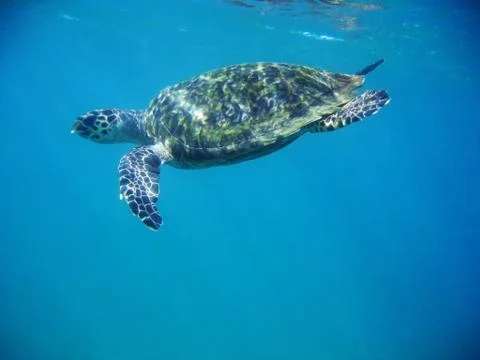 Sea Turtle Stock Photos