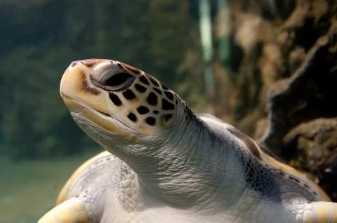 Sea turtle Stock Photos