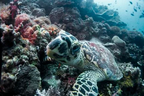 Sea Turtle Stock Photos