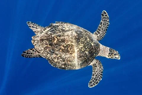Sea turtle 스톡 사진