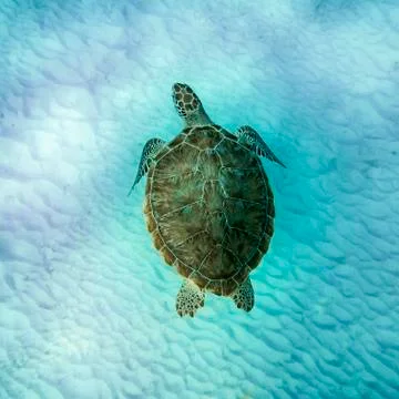 Sea Turtle Stock Photos