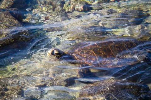 Sea Turtle Photos