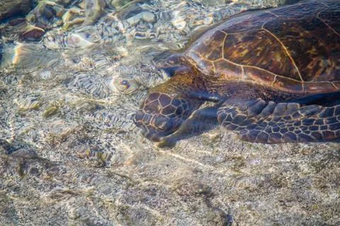 Sea Turtle Photos